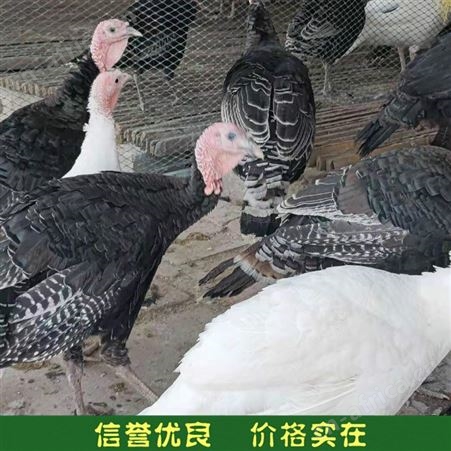 成年观赏火鸡 成年火鸡养殖 养殖火鸡苗 常年供应