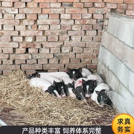 育肥巴马香猪 巴马香猪种猪 巴马香猪幼苗 市场出售