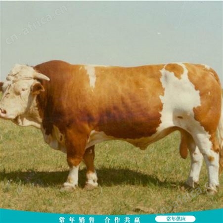 改良西门塔尔牛 散养西门塔尔牛 养殖场西门塔尔牛 长期供应
