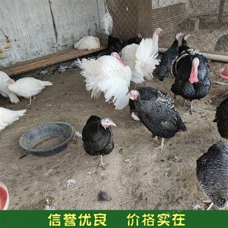 尼古拉火鸡苗 成年活体火鸡 散养火鸡 长期供应