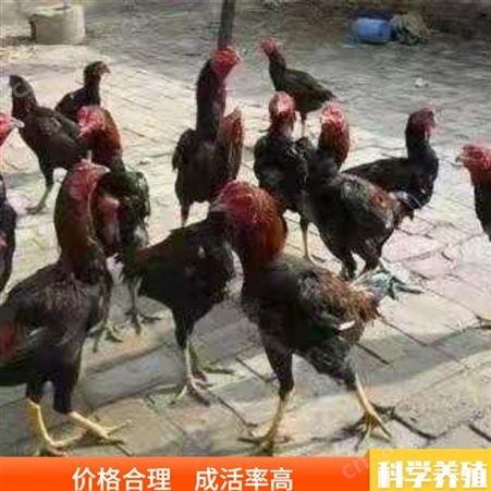 散养斗鸡活体 斗鸡活体种苗 成年商品斗鸡 市场出售