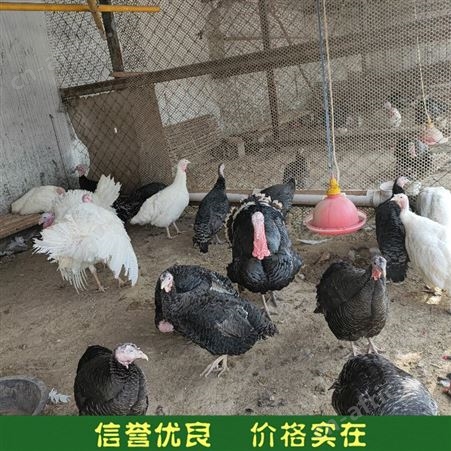 尼古拉火鸡苗 成年活体火鸡 散养火鸡 长期供应