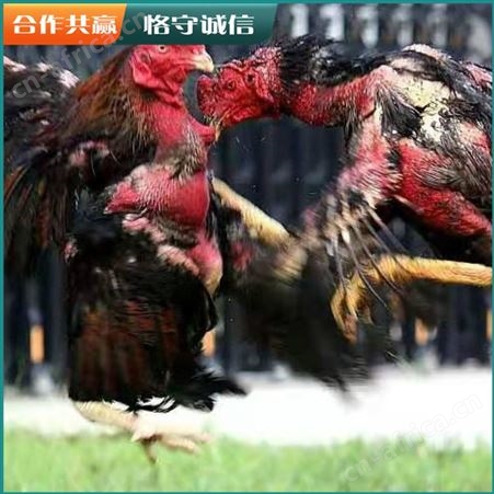 养殖活体斗鸡 成年越南斗鸡 成年商品斗鸡 长期供应