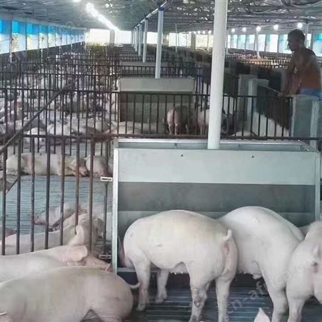 猪场料线 养猪场料线安装 自动喂料赛盘绞龙料线 华清养猪设备供应商