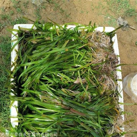 苦草 高质量污水处理 水生植物