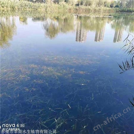 莘荷水生 矮生苦草 密刺苦草 基地直供