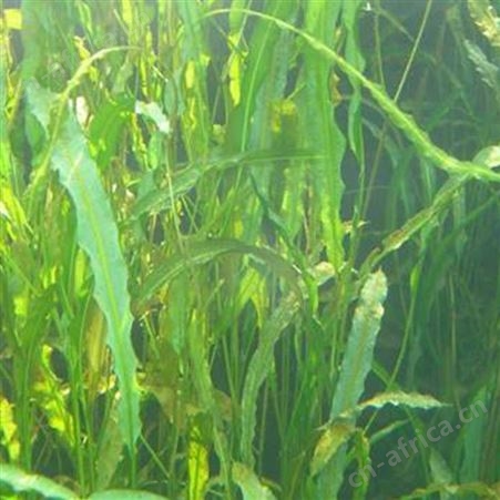 微齿眼子菜_厂家现货直销微齿眼子菜_眼子菜价格