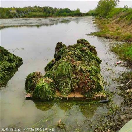 莘荷水生 矮生苦草 密刺苦草 基地直供