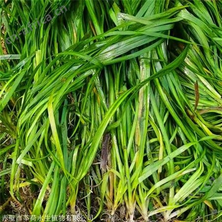 莘荷水生 苦草价格 矮型苦草 量大价优