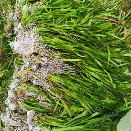 莘荷水生 耐寒苦草种子批发 常绿苦草 基地直供
