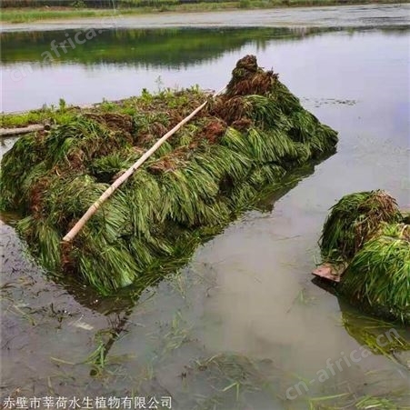 莘荷水生 矮生苦草 河道绿化苦草 报价供应