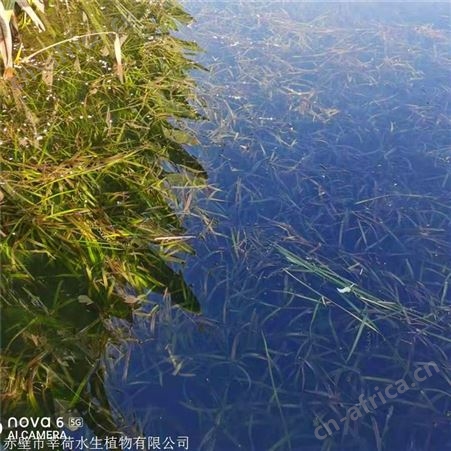 莘荷水生 大苦草供应 河道绿化苦草 多种规格