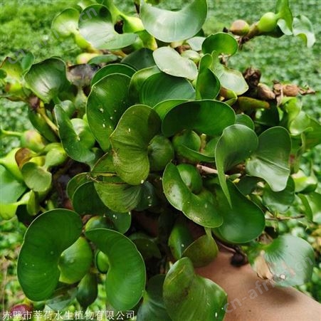水葫芦价格   供应水生植物经销商