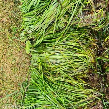 莘荷水生 苦草供应商 四季矮生苦草 基地直供