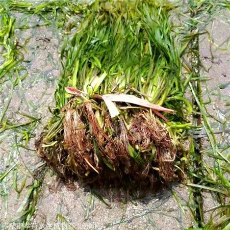 莘荷水生 耐寒苦草种子批发 家庭鱼缸真水草 经销供应
