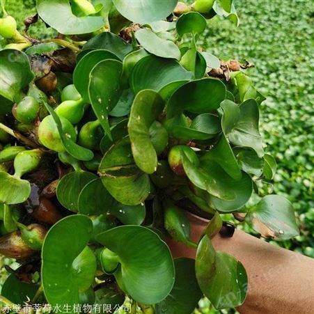 水葫芦价格   供应水生植物经销商