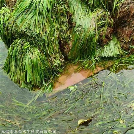 莘荷水生 刺苦草 河道绿化苦草 园林绿化