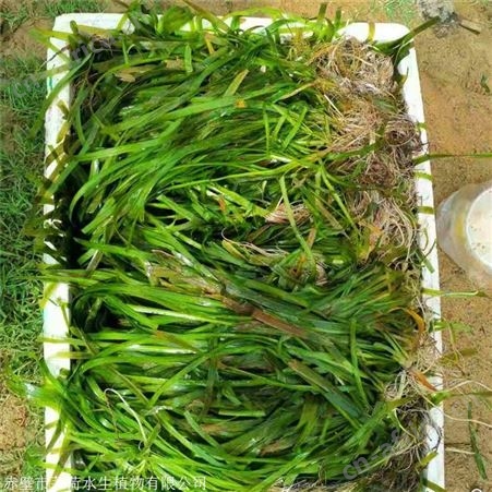 莘荷水生 苦草供应商 四季矮生苦草 基地直供