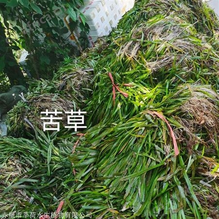 苦草 高质量污水处理 水生植物