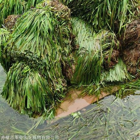 苦草批发 沉水草本供应商