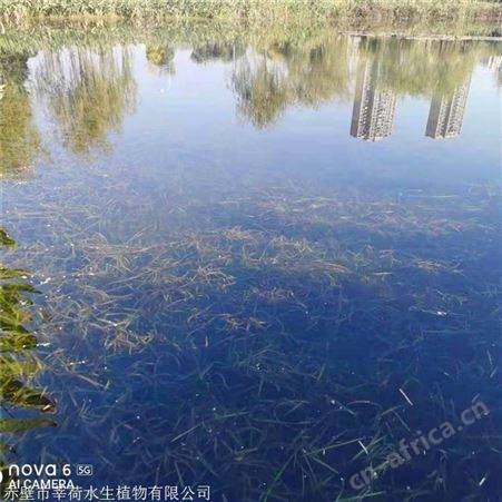 莘荷水生 大苦草供应 水生植物直销 绿化工程