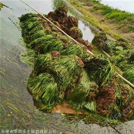 莘荷水生 刺苦草 苦草供应商 苗木种植基地