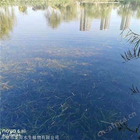 莘荷水生 苦草供应商 四季矮生苦草 基地直供