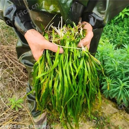 莘荷水生 大苦草供应 水生植物直销 绿化工程