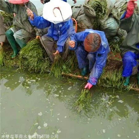 莘荷水生 矮生苦草 密刺苦草 基地直供