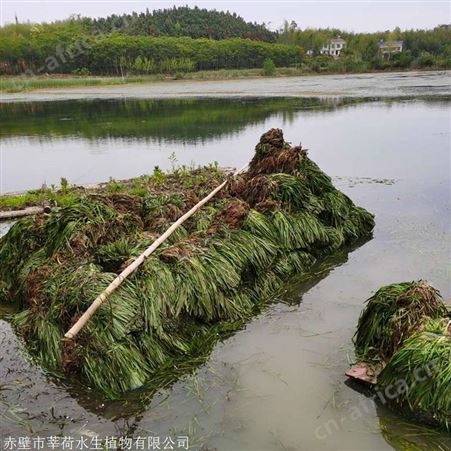 苦草 净化水质专用 湖泊 河道治理沉水植物