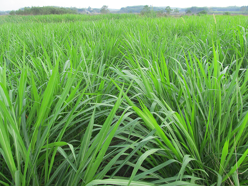 土壤养分快速测试仪