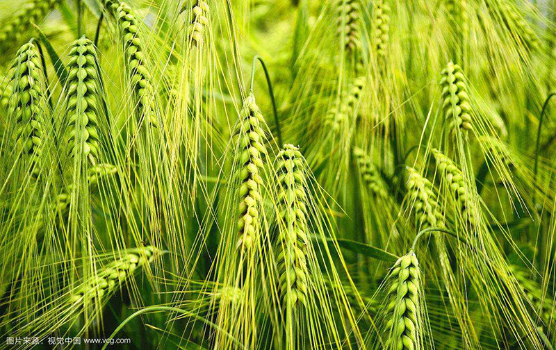 土壤肥料元素检测仪