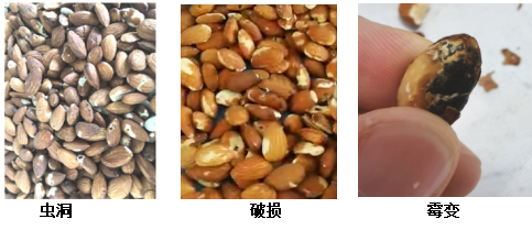202112281640673007176070.png 坚果虫眼检测.png