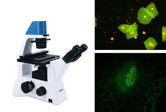 倒置荧光显微镜.jpg 倒置荧光显微镜.jpg